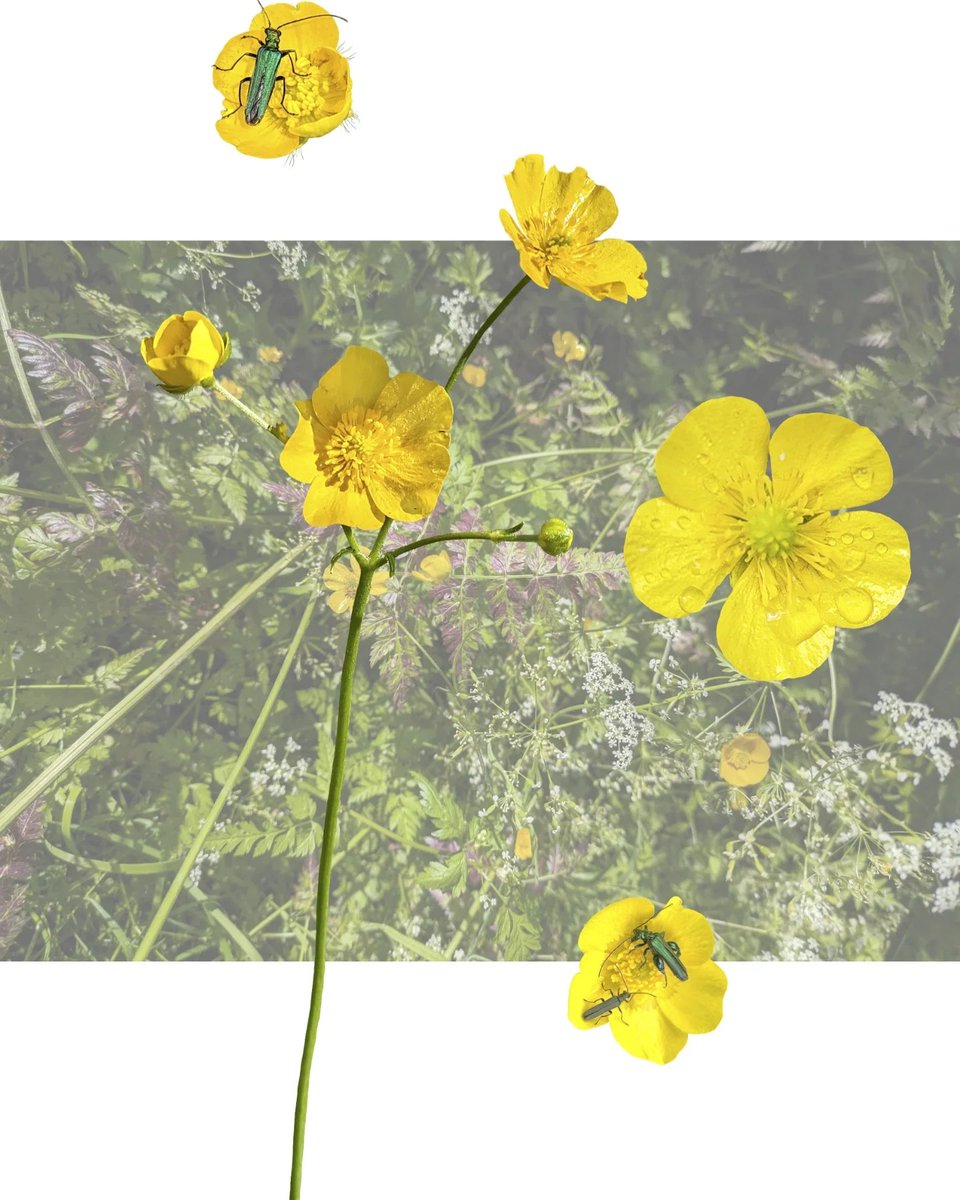 Blue Patch | Sustainably-Minded Business Community tweet media