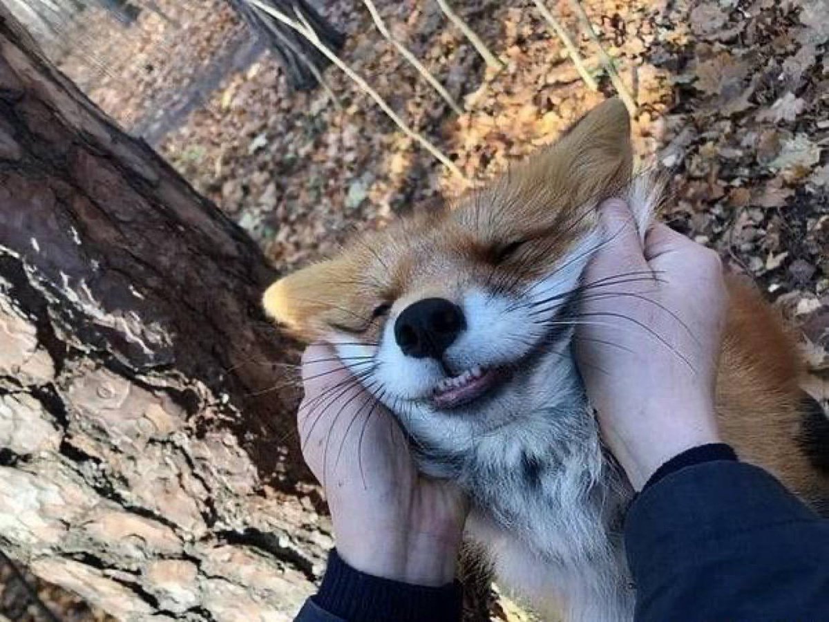 FopsHourly's tweet photo. Me when I get you! https://t.co/lveo0a2FpW