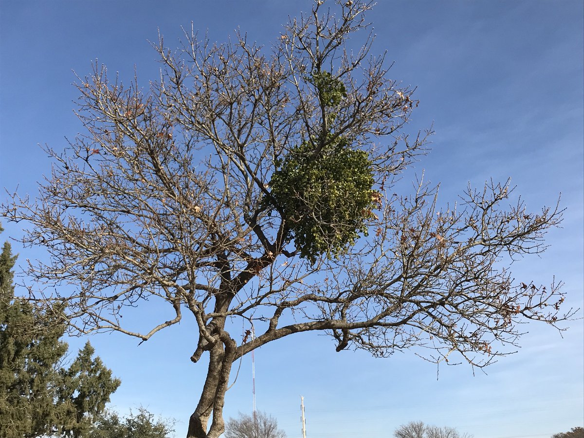Are you sure you want a kiss under the mistletoe? It is actually a parasite  that can be quite damaging to trees! After germination, mistletoe develops a root system that penetrates the tree bark and uses its nutrients. It affects several Texas trees.

👉bit.ly/3FmK4mn