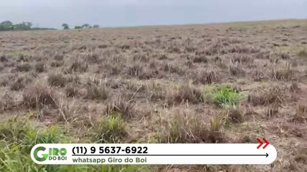 Pecuária Brasil 🐂🇧🇷 tweet media