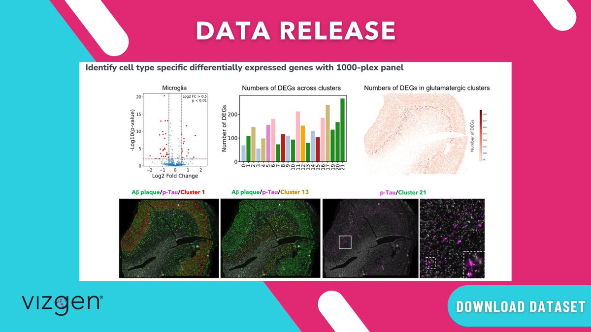 Unveiling 🧠 Complexity with <a href="/vizgen_inc/">Vizgen</a>'s 1000-plex Gene Panels!

We are excited to share data from a study that deciphers the molecular &amp; cellular features of human brain tissue under physiological &amp; pathological conditions.

📥 Download the Dataset: hubs.ly/Q0309FYG0