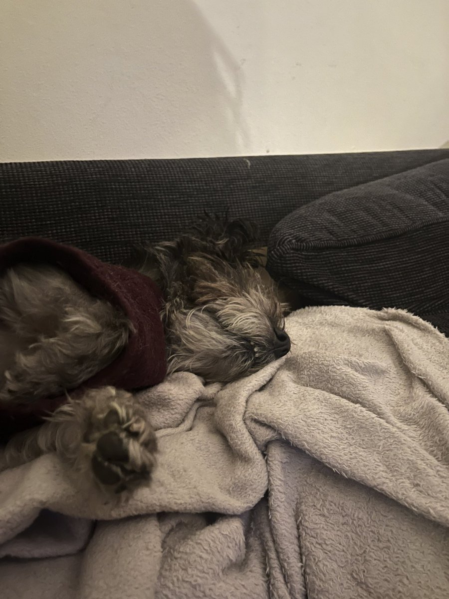 It’s International Cairn Terrier Day, so here you go you lucky people: