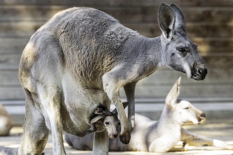 Sortir amb nens (@sortirambnens) on Twitter photo 🦘El 23 i 24 de desembre, el <a href="/ZooBarcelona/">zoobarcelona</a> celebra el dia del cangur!
🥰Una cita especial per a conèixer aquests curiosos animals, i perquè els vostres cangurs vinguin gratis amb vosaltres!
👵I no parlem de l'animal! Tiets, tietes, avis, àvies...
ℹ️sortirambnens.com/activitats/par… 🦘El 23 i 24 de desembre, el <a href="/ZooBarcelona/">zoobarcelona</a> celebra el dia del cangur!
🥰Una cita especial per a conèixer aquests curiosos animals, i perquè els vostres cangurs vinguin gratis amb vosaltres!
👵I no parlem de l'animal! Tiets, tietes, avis, àvies...
ℹ️sortirambnens.com/activitats/par…