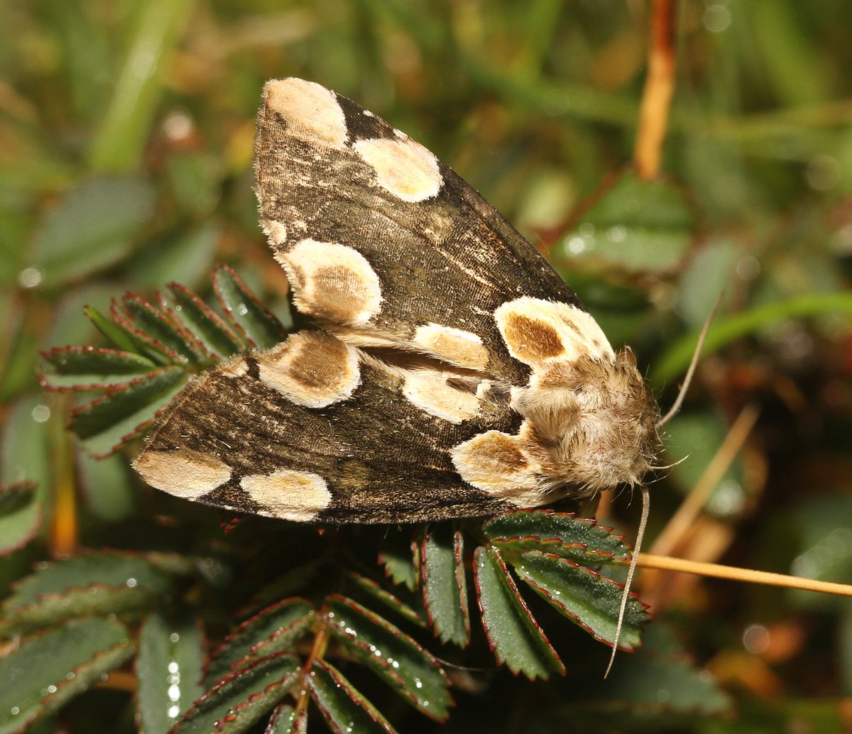 Keep your antennae tuned to the wonders of nature and treat yourself to a Gwent Wildlife Trust membership!

Until January 31st you can join for half price! 👉 gwentwildlife.org/january-member…

📷 Peach blossom moth by Andy Karran