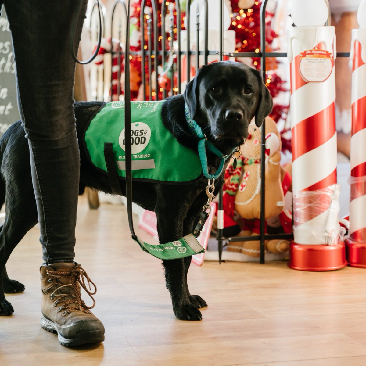 Dogs for Good tweet media