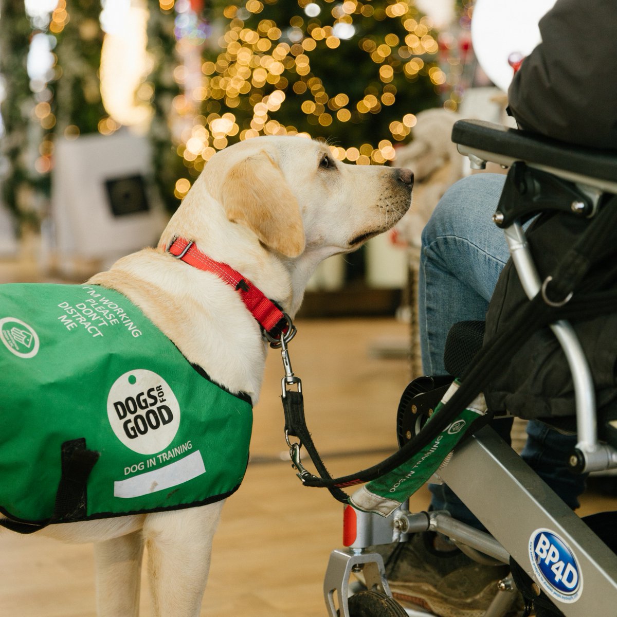 Dogs for Good tweet media