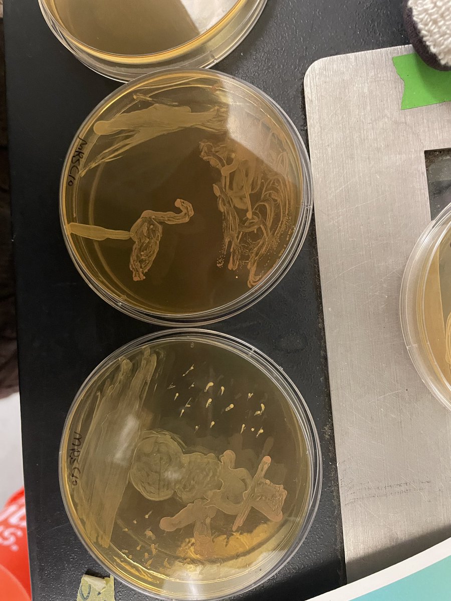 MicrobiomeUNC's tweet image. Excited to represent UNC Microbiome Core at Martin Middle School’s STEAM Day! Dr. Andrea & @yunan_hu inspired future scientists with agar art and a deep dive into the microbiome.
Students explored how microbes shape our world, from fermented foods to gut health. #STEAM
