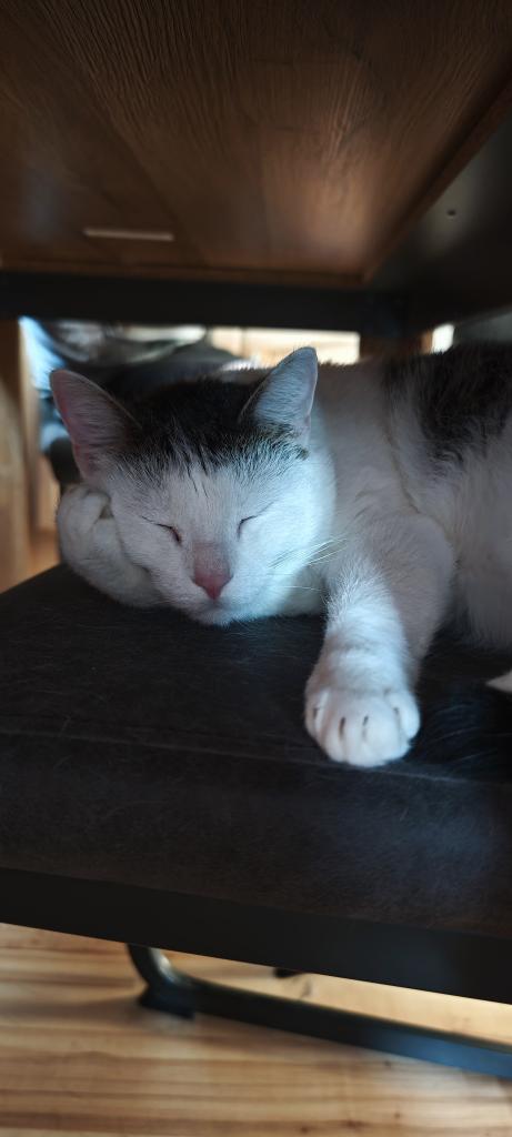 Tyria234's tweet photo. @PhunkRoyaI Vielleicht heben Katzenbilder ja zumindest ein wenig die Stimmung. Alles gut, jeder hat mal solche Tage ♥️ https://t.co/sAgFQjxllo
