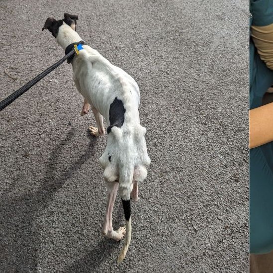 AdoptionsUk's tweet photo. Please retweet, CONVICTED | Rhiannon Richards, 26, and Simon Brown,  32, from #Ystalyfera, #Swansea  #WALES #UK #SA9 – for cruelty to two dogs found in an emaciated condition at their home- AVOID JAIL‼️‼️
RSPCA Inspector Gemma Cooper attended the couple’s home on Saturday 13 April 2024 after receiving a complaint about an underweight dog called Marshall. Although she was unable to gain access she could see a dog cage containing a lurcher and a collie type dog. She posted a card through the letterbox asking for the owner to make contact.
Simon Brown responded to the card and arrangements were made for Inspector Cooper to attend on Sunday 14 April 2024
Inspector Cooper said: “In the kitchen were two dog crates, one that I had seen the top of Marshall in the day before and a second one with a small, brindle crossbreed who I was told was Shadow.
“Inside the cage with Shadow was an extremely large saucepan full of pasta, meat and a grape that looked untouched.
“There was also a bowl of water but no bedding and Shadow was curled up at the back of the crate. I asked if I could feel him as I could not see his body weight due to his long fur and Rhiannon Richards opened the crate door and called him. Shadow did not react to the opening of the door or the call from Rhiannon Richards. He was extremely lethargic and depressed.”
When Shadow came out of the cage his back end and legs were covered in urine.
“As I held Shadow I could feel every bone in his body,” said Inspector Cooper.
“He was lifeless and made no attempt to engage with me.”
The couple told her that they had “rescued” Shadow from a neglectful owner the day before her visit. Neither Richards nor Brown were able to prove this, however.
Inspector Cooper also was introduced to a third dog Rocky who was of a reasonable weight.
Marshall and Shadow were transported to a vet who confirmed that they were suffering, leading to them being seized by police and passed into the RSPCA’s care.
In a witness statement, provided to the court, the vet said Marshall was in a “very emaciated body condition” and was given a body score of one out of nine. He also had pressure sores and alopecia all over his body. He also had dry skin around his face, ears and paws and flea dirt was present throughout his coat.
The vet said Marshall had been suffering for a minimum for two weeks, but likely longer.
Shadow was also presented to be in an emaciated condition with a body condition score of one and a half out of nine.
“He was very quiet and flat in the room and it was noted he walked with a hunched posture, preferring to curl up in the corner.” He also had flea dirt throughout his coat and he had moderate urine scald on his back and smelt quite strong of ammonia.
The vet believed he too had been suffering for a minimum for two weeks, but likely longer.
Following sentencing Inspector Cooper said: “Both Marshall and Shadow were clearly suffering, but thankfully following vet care and an appropriate diet they have transformed into two healthy dogs.”
Inspector Cooper added: “Shadow has been happily homed and we hope Marshall will soon also find his forever home.”
In mitigation it was heard that the couple had “financial issues”.
Sentencing |
Richards: 18-month community order with 20 days of ‘rehabilitation’ and 80 hours of unpaid work. She was ordered to pay £150 costs and a £114 victim surcharge.
Brown: 18 month community order with 15 days of ‘rehabilitation’ and 120 hours of unpaid work. He was ordered to pay £300 costs and a £114 victim surcharge.
Both are disqualified from keeping all animals for seven years.
https://t.co/X1L2NU0ymo
https://t.co/nHwHjJlzB0

#dogs #dog @APDAWG1 @RSPCA_official #Neath #RhiannonRichards #SimonBrown #animalabusers #pets #animals #adoptdontshop