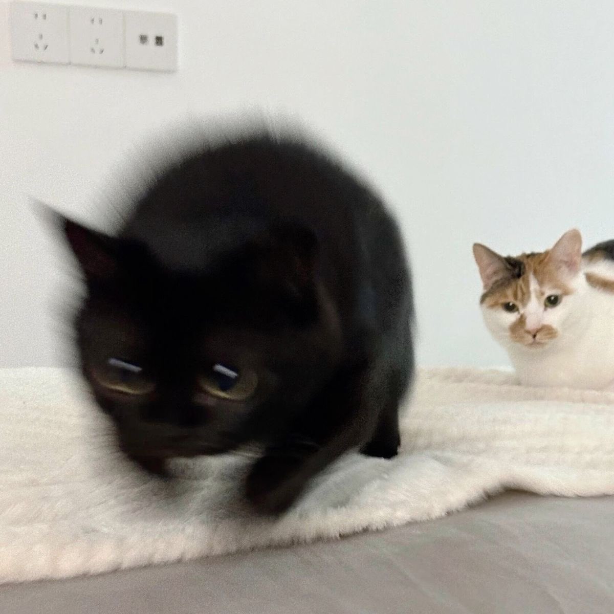 Black cats are not bad luck (@visualscat) on Twitter photo 