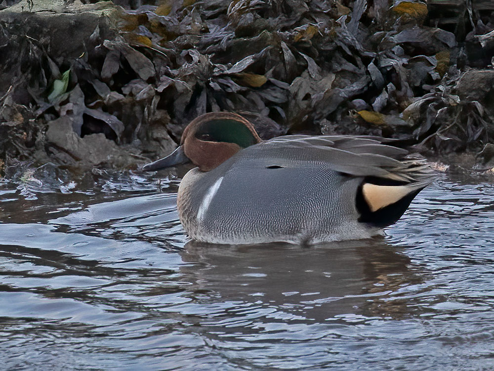 tommye (@tommy_taliesin) on Twitter photo Went down to Goodwick looking for divers - no sightings just a lone brent goose & 5 or so distant great crested grebe. Called back at Newport bridge on the way home to see the green-winged teal. <a href="/PembsBirds/">Pembrokeshire Bird Group</a> Went down to Goodwick looking for divers - no sightings just a lone brent goose & 5 or so distant great crested grebe. Called back at Newport bridge on the way home to see the green-winged teal. <a href="/PembsBirds/">Pembrokeshire Bird Group</a>