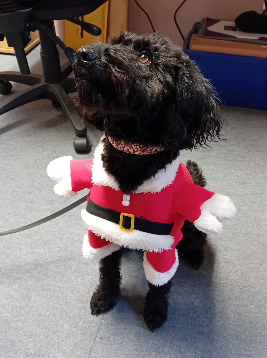 Lovely visit today to Ward 8 &amp; 9 in St John's Hospital from <a href="/CanineConcern/">CanineConcernTrust</a> <a href="/TherapetC/">@Therapet-CCST</a> Poppy with her Santa suit on. Thank you to Cliff for bringing in Poppy to see our patients. #pettherapy #santa #thankyou <a href="/NHS_Lothian/">NHS Lothian</a> <a href="/LothianSjh/">SJH_Lothian</a>