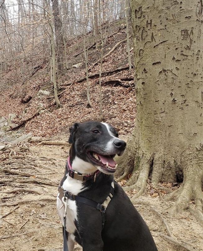 Pant_and_Wag's tweet image. Our expert team of canine fitness coaches tailors each adventure to your dog's specific needs and energy levels. 

#dogrunning #dogadventure #pantandwag #happydog #dogadventures #dcdogs #dogsofgeorgetown #georgetowndogs #georgetowndc #doghikes #caninefitness #dogrunner