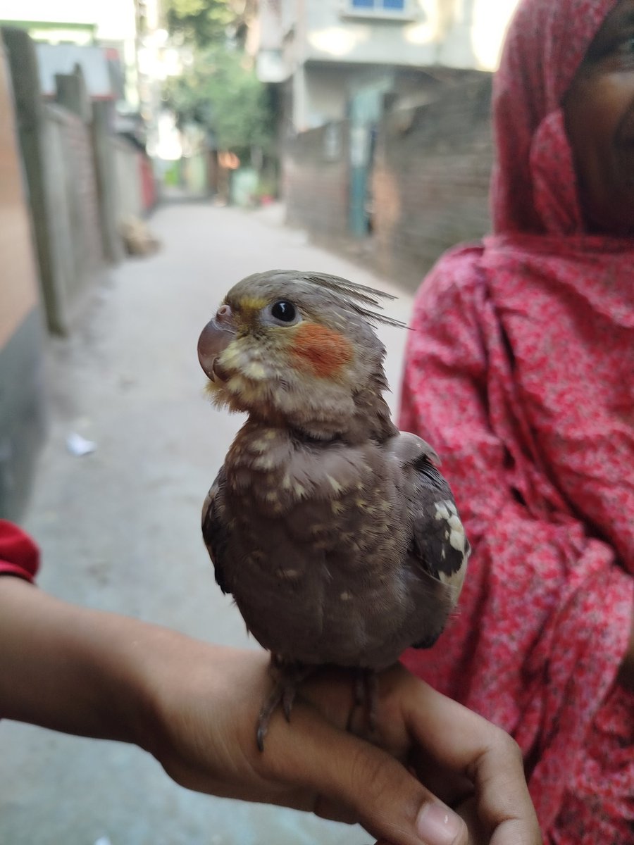 sofia88269's tweet image. Cute Bird 💜