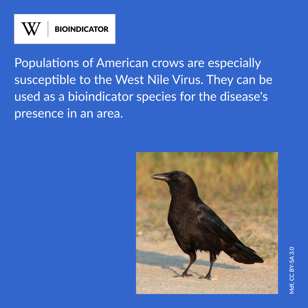 Wikipedia tweet media