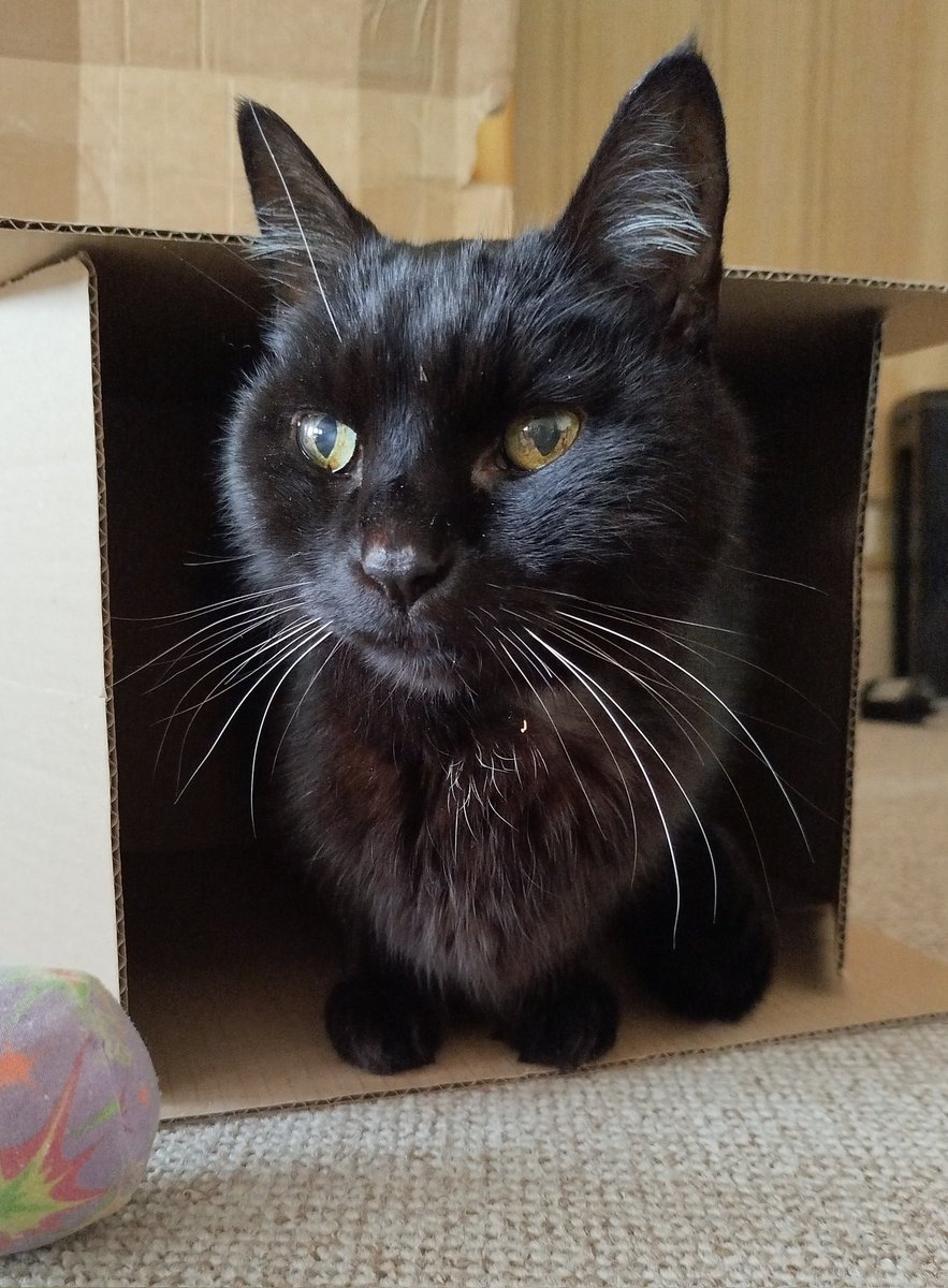 JeffPotier's tweet image. Petit bonhomme, tu es parti il y a deux jours. C'est dur, très dur, après de si nombreuses années passées avec toi ...