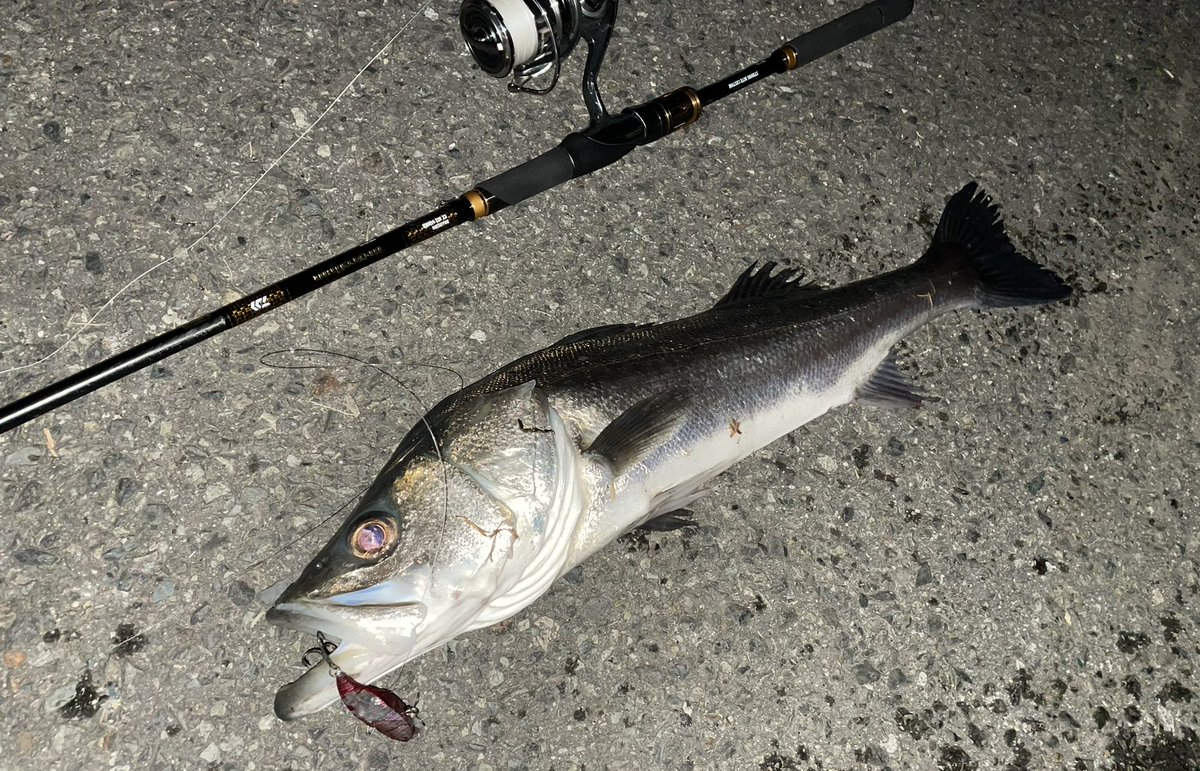 taishiamixat's tweet photo. 3℃…寒
けど居るよね〜
#シーバス
#大阪シーバス
#BlueBlue
#Narage65
#DAIWA
#MORETHANBRANZINOEXAGS
#22EXIST https://t.co/KkMrkaE7eV