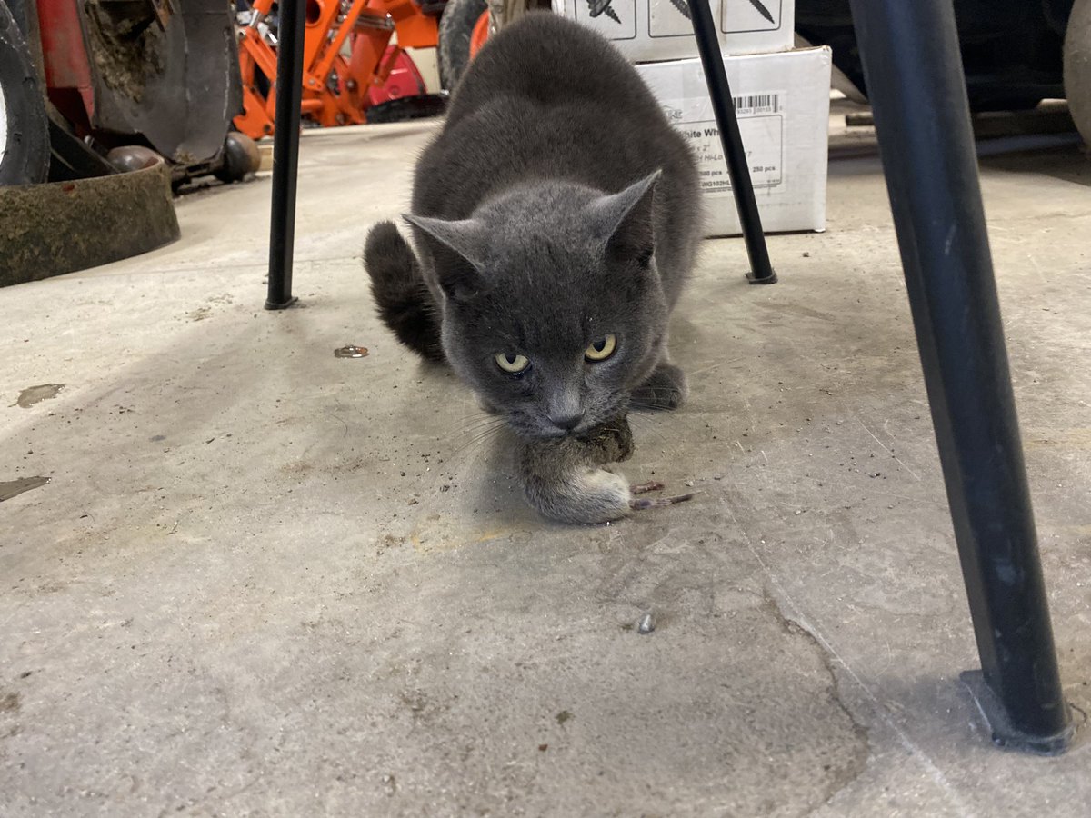 ryanarthur21's tweet photo. Goose couldn't let Cupcake have all the hunting fun! @CatsOfTurf https://t.co/5YMHd5h1bG