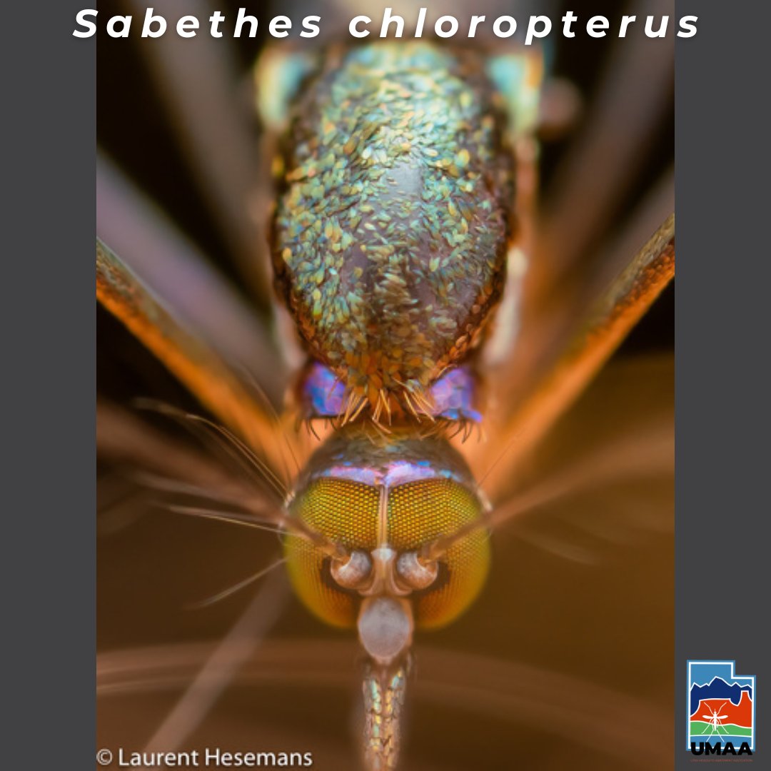 UtahMosquito's tweet photo. It's nearly the winter solstice and it's a bit chilly around here. To bring us back to some warmer thoughts, let's look at Sabethes chloropterus, a mosquito found in humid forests across Central and Latin America. Cont. below 👇
#mosquitoes #sabethes #insectsoftheworld https://t.co/MB5q72xA4A