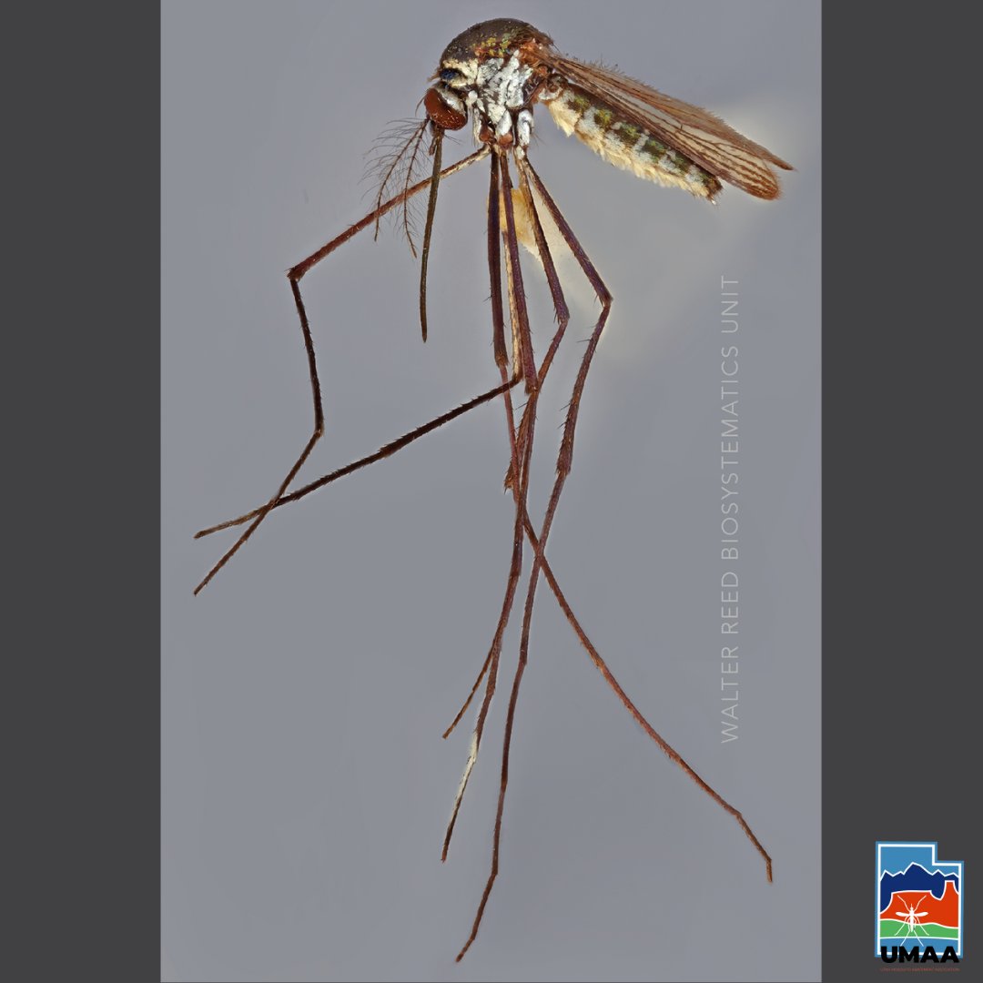 UtahMosquito's tweet photo. It's nearly the winter solstice and it's a bit chilly around here. To bring us back to some warmer thoughts, let's look at Sabethes chloropterus, a mosquito found in humid forests across Central and Latin America. Cont. below 👇
#mosquitoes #sabethes #insectsoftheworld https://t.co/MB5q72xA4A