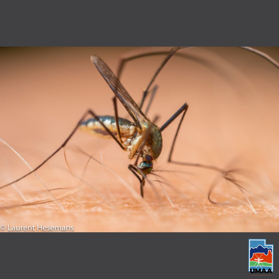 UtahMosquito's tweet photo. It's nearly the winter solstice and it's a bit chilly around here. To bring us back to some warmer thoughts, let's look at Sabethes chloropterus, a mosquito found in humid forests across Central and Latin America. Cont. below 👇
#mosquitoes #sabethes #insectsoftheworld https://t.co/MB5q72xA4A