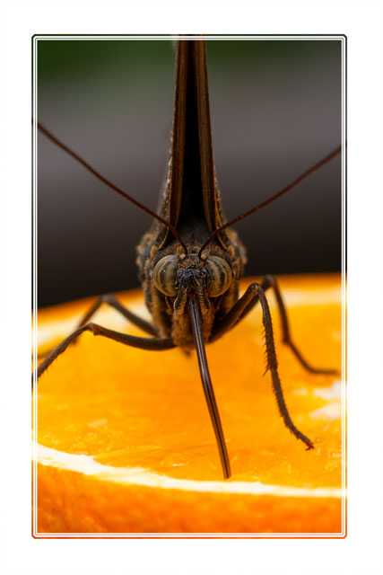photos_dsmith's tweet photo. A #butterfly stops for a #refreshing #orangejuice #drink. The #sugar in this #fruit was a draw for all the #insects around. #macrophotography #closeup. See more #images like this or #order a #print at https://t.co/VilcfnO0ps #macro #photography shot using @UKNikon #insectphoto https://t.co/d46eRJXxUO
