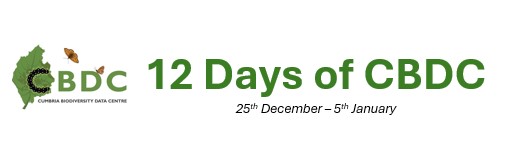 Our 12 days of CBDC start on 25th December.

We will bring you something different each day... Hope you like it!