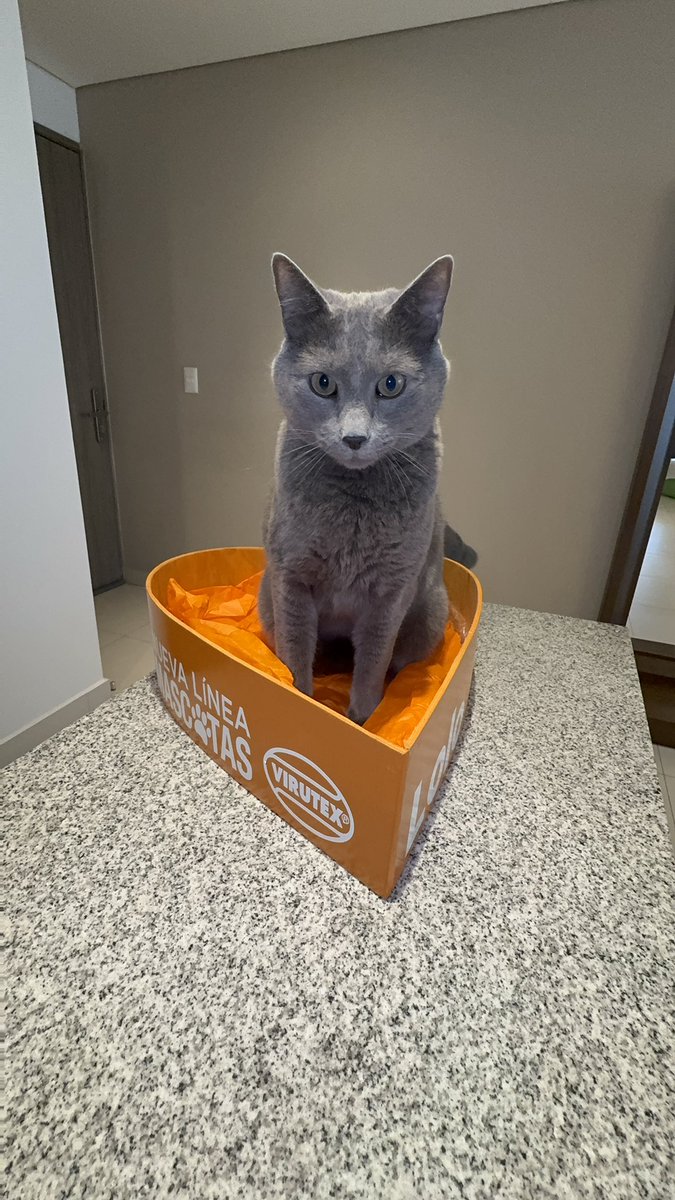 joseandrescg's tweet photo. Gracias #Virutex por los productos de limpieza especiales para las mascotas 🐾. A Lolo le encantó su caja de corazón 🧡.
Nos mandaron cepillos con jalador, paños y guantes antibacteriales 👌🏽. Estos solo serán usados para las áreas de don Loloberto que cada vez es más exigente jaja.
Uno de los cepillos es ideal para recoger los pelos de tus mascotas en muebles o pisos.
Encuéntralos en #LaComer o en #Sodimac
#Publicidad