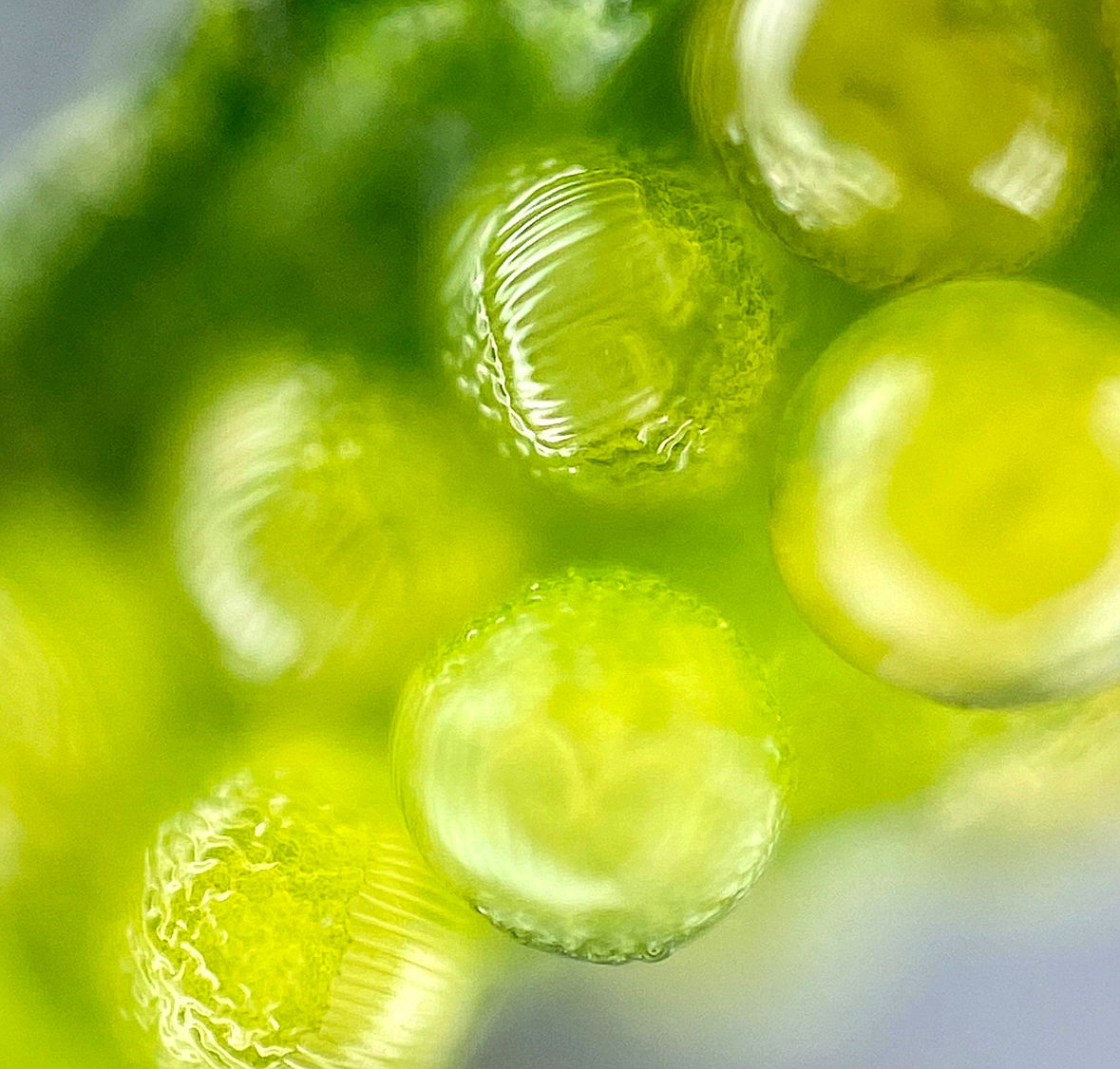 NEWS - Evolutionary study reveals the toxic reach of disease-causing bacteria across the Plant Kingdom

Researchers have used Pseudomonas syringae in a comparative evolutionary approach to determine how this pathogen infects distantly related plants.

okt.to/q83Zrs