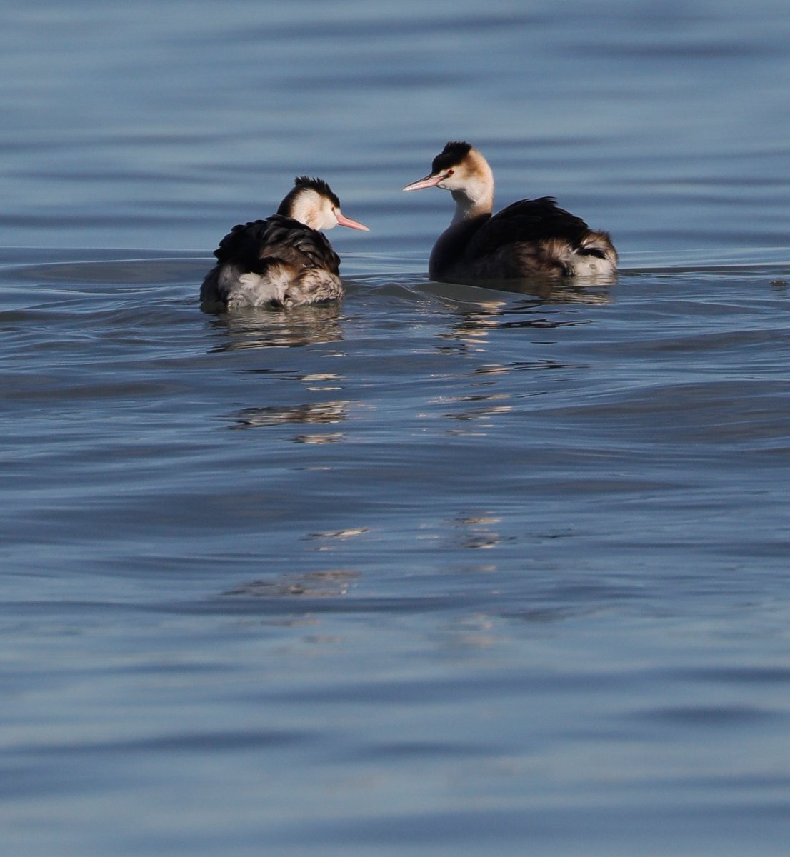 In the winter months, great crested grebes can be seen offshore from Samphire Hoe. They swim underwater searching for fish to eat.