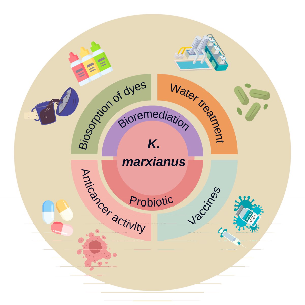 ElFer73's tweet photo. A excellent review wrote by @R2002Diana describes unique features of the yeast Kluyveromyces marxianus. Applications in enzyme manufacturing, dairy industry, and pharmaceuticals.
Untapped Potential of K. marxianus in Biotech Applications https://t.co/i76dlDl0Ne
@UniYachayTech https://t.co/VRU2HmJrUA