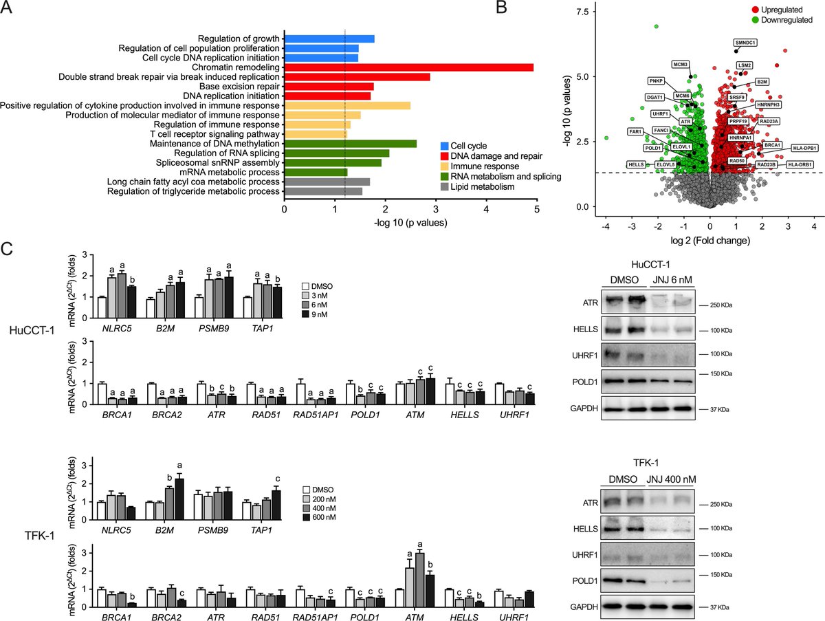 Gut Journal (@gut_bmj) on Twitter photo #GUTImage from the paper by Elurbide et al entitled
"Identification of PRMT5 as a therapeutic target in cholangiocarcinoma" via
bit.ly/3Zv7QW0
<a href="/Areche_M/">María Arechederra</a> <a href="/chantar_m/">MaluMChantar</a> <a href="/CUBEROlab/">Javier Cubero</a> <a href="/MaiteGF_B/">Maite G Fernandez-Barrena</a> #Cholangiocarcinoma #GUTImage from the paper by Elurbide et al entitled
"Identification of PRMT5 as a therapeutic target in cholangiocarcinoma" via
bit.ly/3Zv7QW0
<a href="/Areche_M/">María Arechederra</a> <a href="/chantar_m/">MaluMChantar</a> <a href="/CUBEROlab/">Javier Cubero</a> <a href="/MaiteGF_B/">Maite G Fernandez-Barrena</a> #Cholangiocarcinoma