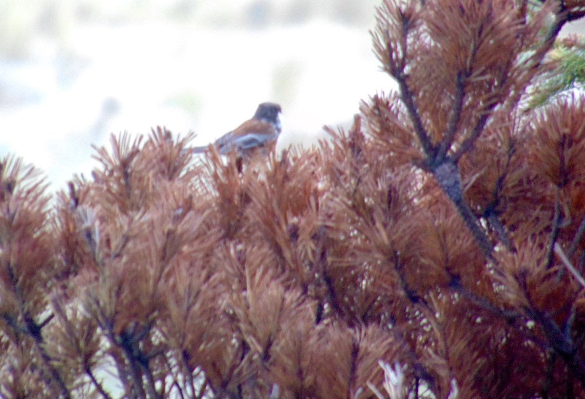 arrivedeh's tweet photo. Finishing the year by posting our new (to us) birds seen photos that didn’t quite work out. A chestnut -backed chickadee in Washington. Must have 5 photos in 5 different places that all look like this.
#birdwatching #birding #chickadees #BirdsSeenIn2024 #blurd https://t.co/n1CWFTxotX