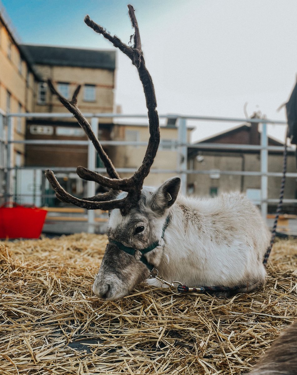 Surprise visitors at school today, such a lovely Christmas treat for the little ones! Thank you &amp; Merry Christmas ♥️ <a href="/Hollymountbury/">Holly Mount RC Primary</a>
