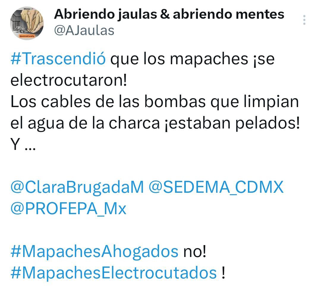 YoAmoaLaCiencia's tweet image. Mueren animales electrocutados en zoológico de la CDMX
La reciente muerte de dos mapaches en el Zoológico de San Juan de Aragón se debió a una descarga eléctrica en su bebedero, ocasionada por una defectuosa instalación de un equipo de bombeo de agua.
Investigaciones de los…