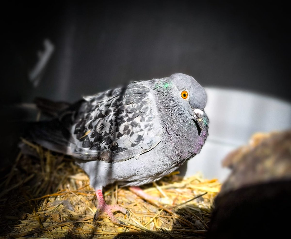 🕊️ 💙 Mayo busca una madrina por Navidad 🎄🤶
Llegó a nosotras el pasado 5 de noviembre con paramixovirosis, una enfermedad muy grave. Hoy está mejor pero sigue necesitando ayuda. 
💌 Escribe a comunicacion@salvandopeludos.org y conviértete en su madrina.

#SantuarioDeAnimales