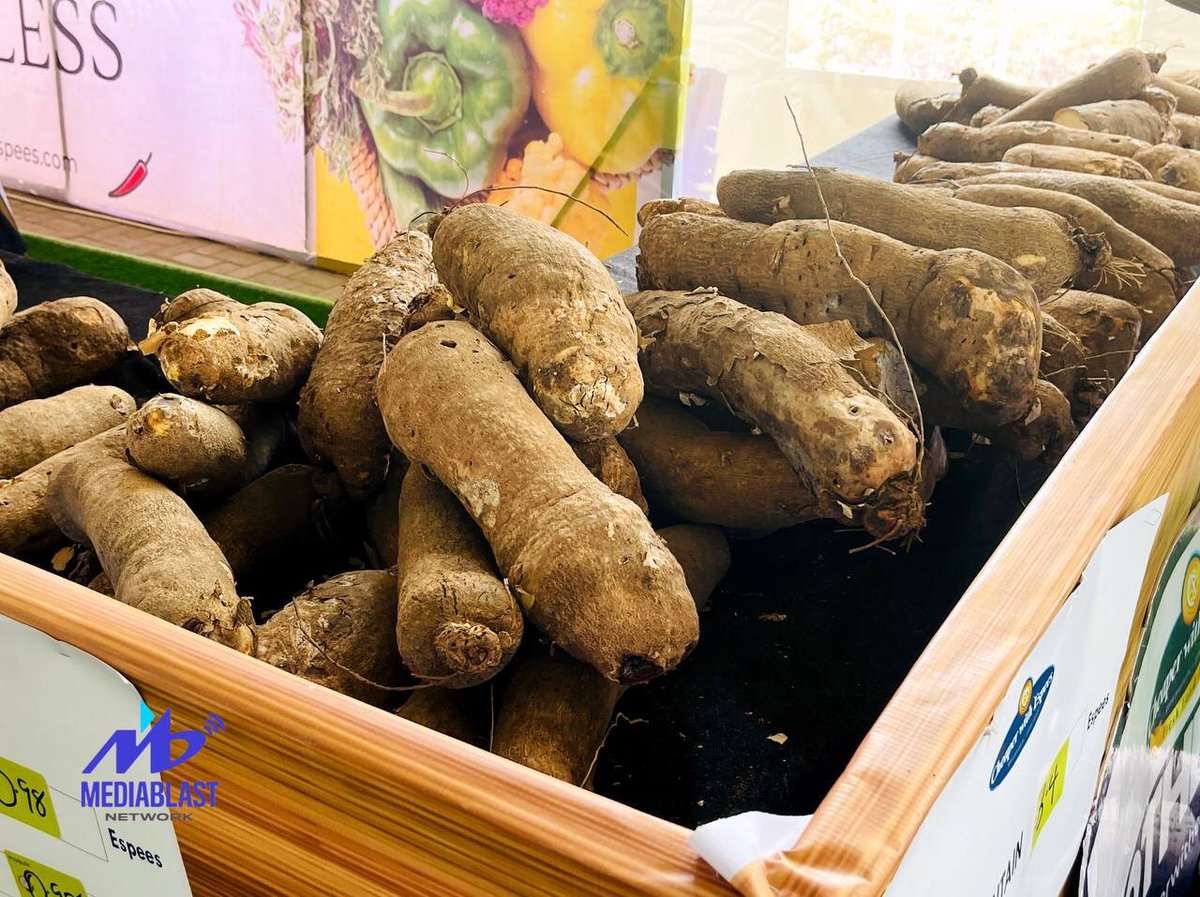 mediablastnet's tweet photo. Deck the Halls with Espees Deals!🤩🎉🎄

It's the perfect time to stock up on large tubers of Yam at affordable prices only at #CheaperwithEspees 🛒🛍️🔥

Visit us today at Pinnacle Mall, Loveworld City, Asese, Ogun State.

#CheaperwithEspees #ChristmasSale #PinnacleMall https://t.co/1ClgrXhyr4