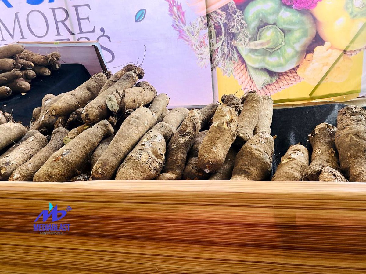 mediablastnet's tweet photo. Deck the Halls with Espees Deals!🤩🎉🎄

It's the perfect time to stock up on large tubers of Yam at affordable prices only at #CheaperwithEspees 🛒🛍️🔥

Visit us today at Pinnacle Mall, Loveworld City, Asese, Ogun State.

#CheaperwithEspees #ChristmasSale #PinnacleMall https://t.co/1ClgrXhyr4