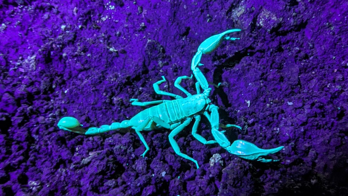 🚨Research alert! A study led by Javier Blasco (<a href="/jblascoarosteg/">Javier Blasco-Aróstegui</a>), a Ph.D. student from <a href="/ULisboa_/">ULisboa</a>, &amp; Museum curator Lorenzo Prendini reveals new insights about the cave-dwelling scorpion Euscorpius studentium—previously known only from juvenile specimens.