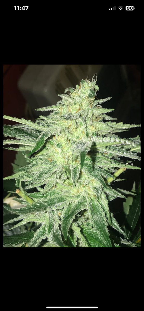 FlavrChfGenetix's tweet photo. This #GojiCrashers was the #gojiog hit by the male #weddingcrashers. Pure blissful Christmas with the snow on this variety ๐ณ still in stock discounted til end of year. Sheโs a nice yielder and great balance of ๐จ #flavorchefgenetics
https://t.co/qH0adh1xcD https://t.co/2NeE0dacTl