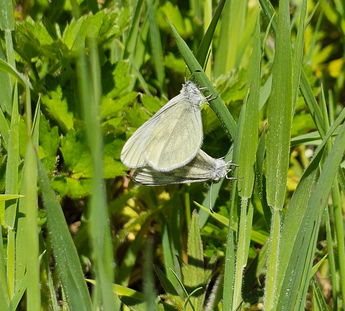 #AdventCalendar day 19

Emerald Isle images from our visit to Ireland this year. 

Irish Marsh Orchid &amp; Lesser Twayblade courtesy of Ian &amp; Cryptic Wood Whites courtesy of Jillian.  

We return in May 2025, with the tour led again by #orchid experts <a href="/GhostlyVision/">Sean Cole</a> &amp; <a href="/Mike_Waller_/">Mike Waller</a>