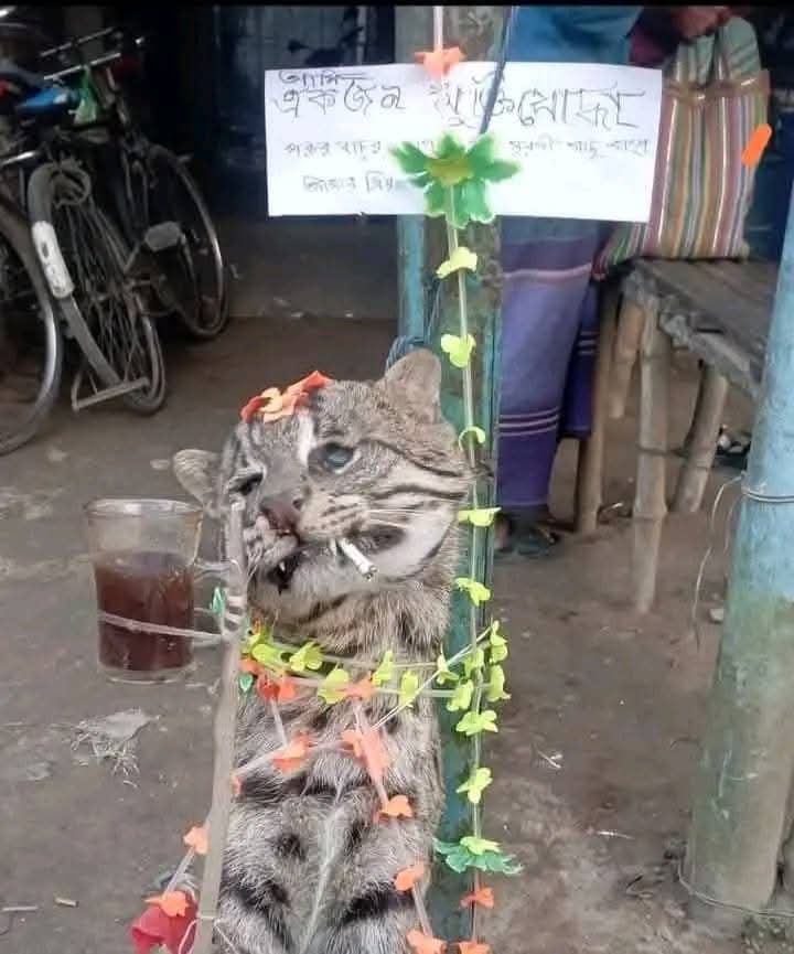 Avro Neel Hindu 🕉️🇧🇩 tweet media