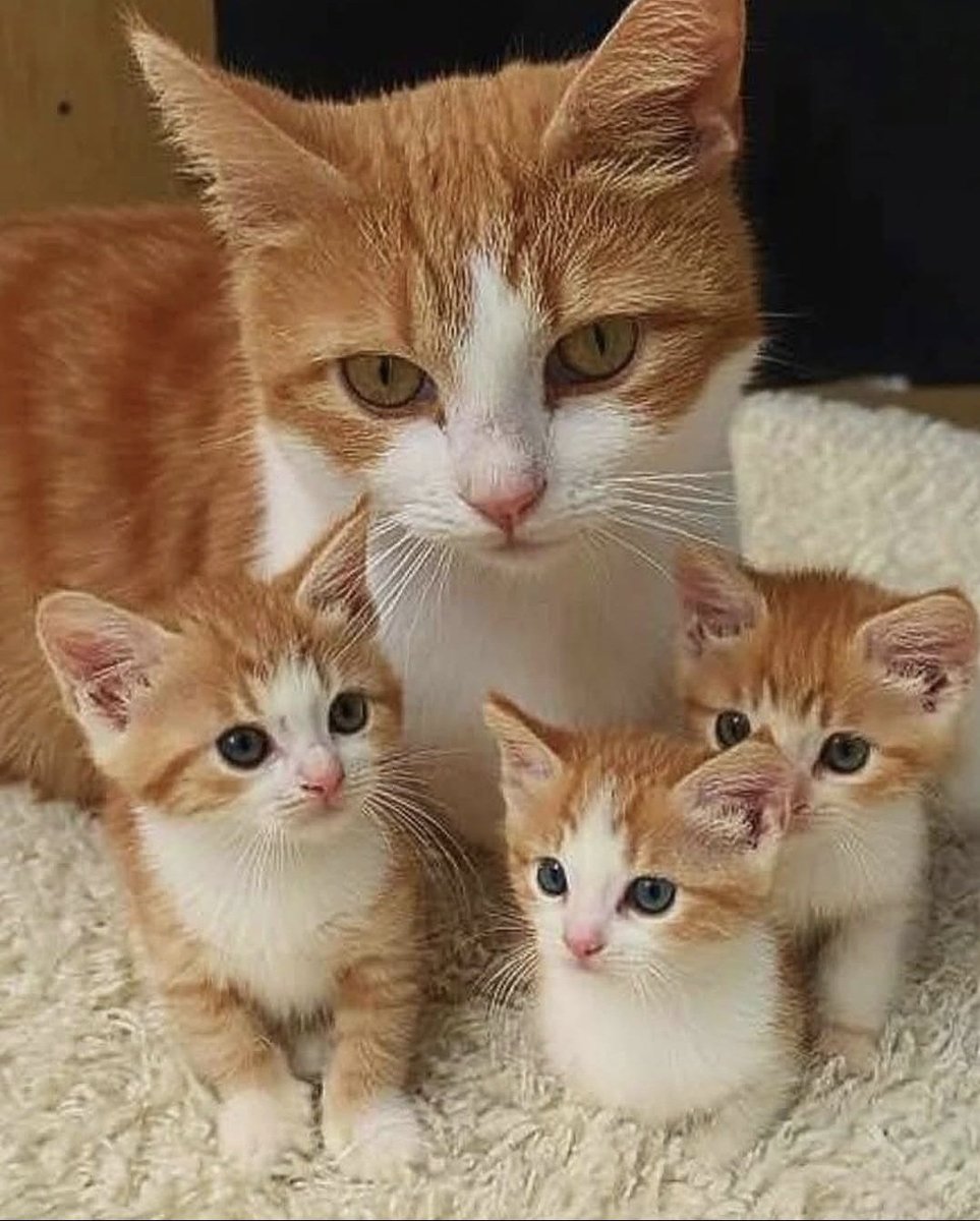 Antidepressant Content tweet media