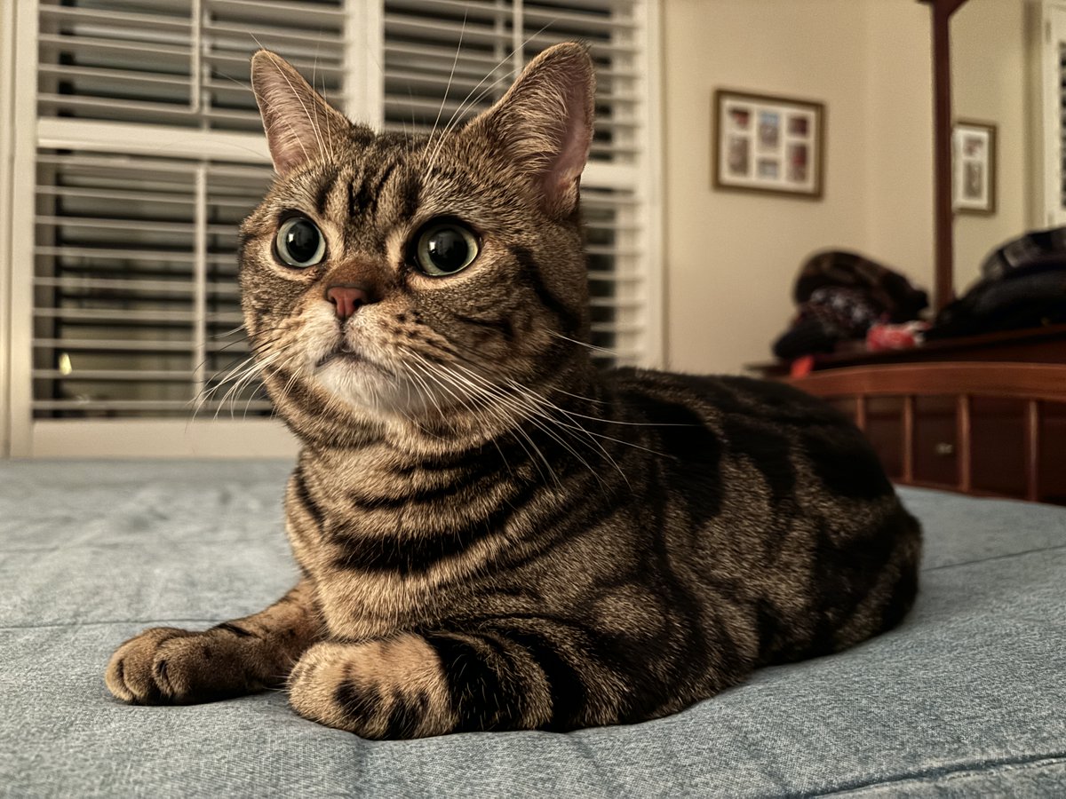 he doesn't know he's about to be neutered