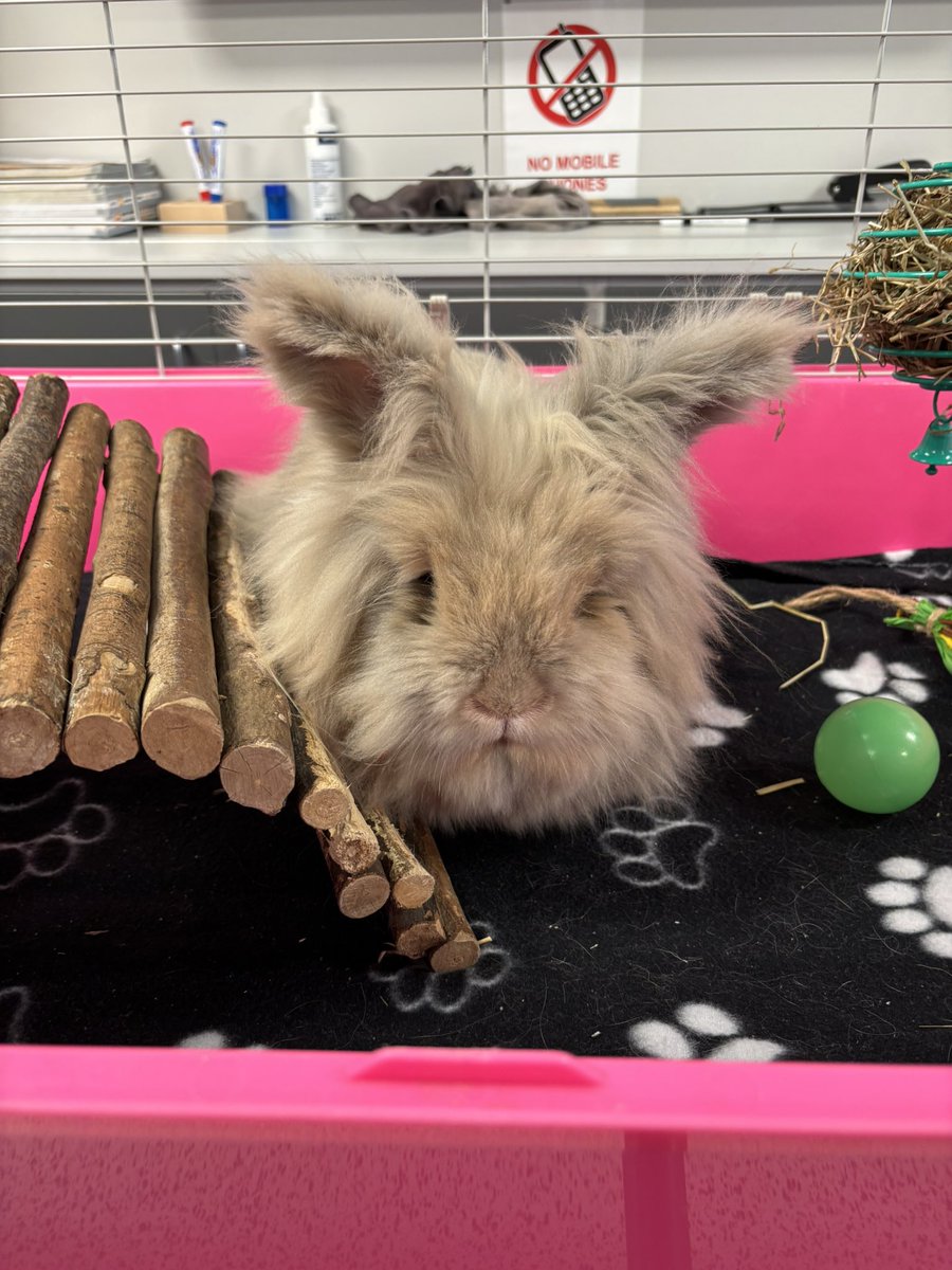 Thank you to <a href="/SRUC/">SRUC</a> animal care department at Elmwood for visiting <a href="/AuchmutyHS/">Auchmuty High School</a> today with some of their animals to talk to our young people about their NC, HNC and HND courses. The pupils loved it !!! 
<a href="/DYWFife/">DYW Fife</a>