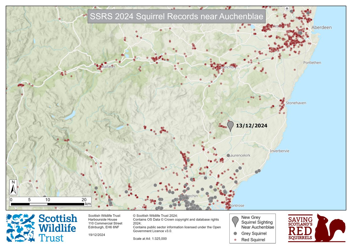 📢Sightings Call! 📢

Following a rare grey squirrel sighting in Auchenblae we are asking people in South Aberdeenshire to keep a close eye out, and report sightings to us at: scottishsquirrels.org.uk/squirrel-sight…

#NatureRestorationFund <a href="/NatureScot/">NatureScot</a> <a href="/ScotGovNetZero/">Net Zero Scotland</a>
