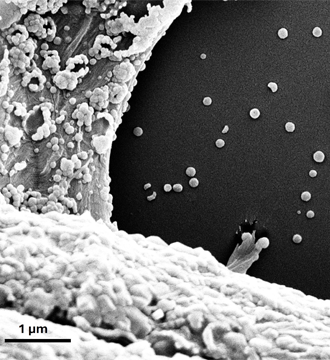 plasticheal's tweet photo. 🫖Brewing tea or brewing #microplastics? @plasticheal #researchers have found that commercial #teabags release millions of #MNPLs that can even enter #human cells.
🍵It's time to rethink our #tea habits.
📖Read more: https://t.co/4YJWlp7uMa
#FoodSafety #nanoplastics https://t.co/Mzz0eQWDAy