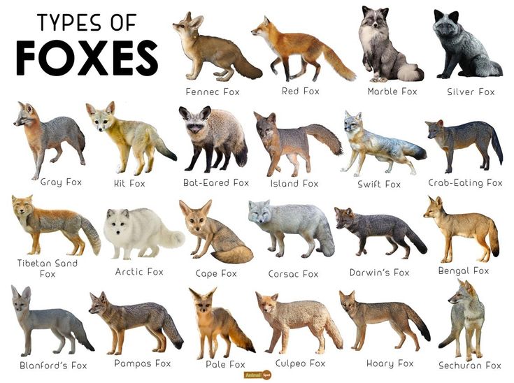 TheFoxLife's tweet photo. https://t.co/aNSFhbxy9F