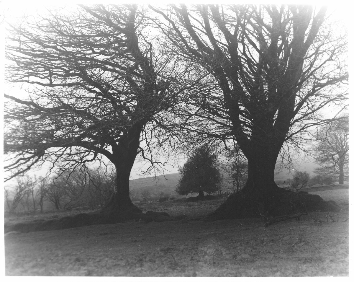 GlavindStrachan's tweet photo. The #Beech Trees at #Doetor Farm Ruins - #Dartmoor
Shot on a #MPP MkVIII 4x5 camera with a #Graflex #Optar 135mm f4.7 lens at f8 for 1/50th second.
Film stock is #Fomapan 100 developed in #Rodinal.
Printed on #Ilford Multigrage Satin.
Scan of the print made π https://t.co/WpkwEik5N8