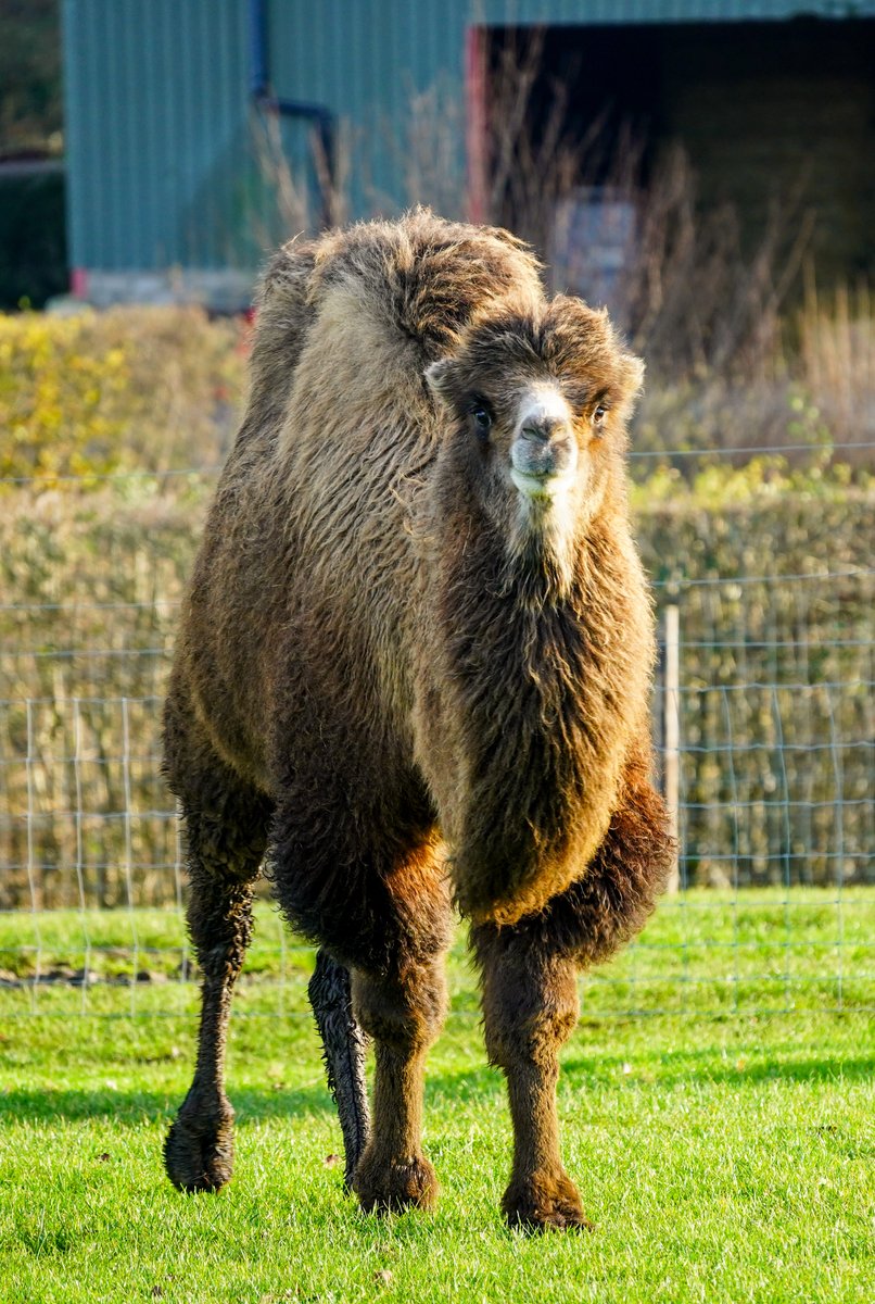 Noah's Ark Zoo Farm (@noahs_ark_zoo) on Twitter photo Meet... AUDREY ๐ซ
We are thrilled to welcome 2 year old Bactrian camel from <a href="/jimmysfarm/">Jimmy Doherty</a> here at Noah's Ark right in time for Christmas! Audrey has joined our two camels Icarus and Hetty and has spent the past few days exploring her new home in Somerset.
#camel #animal #zoo Meet... AUDREY ๐ซ
We are thrilled to welcome 2 year old Bactrian camel from <a href="/jimmysfarm/">Jimmy Doherty</a> here at Noah's Ark right in time for Christmas! Audrey has joined our two camels Icarus and Hetty and has spent the past few days exploring her new home in Somerset.
#camel #animal #zoo